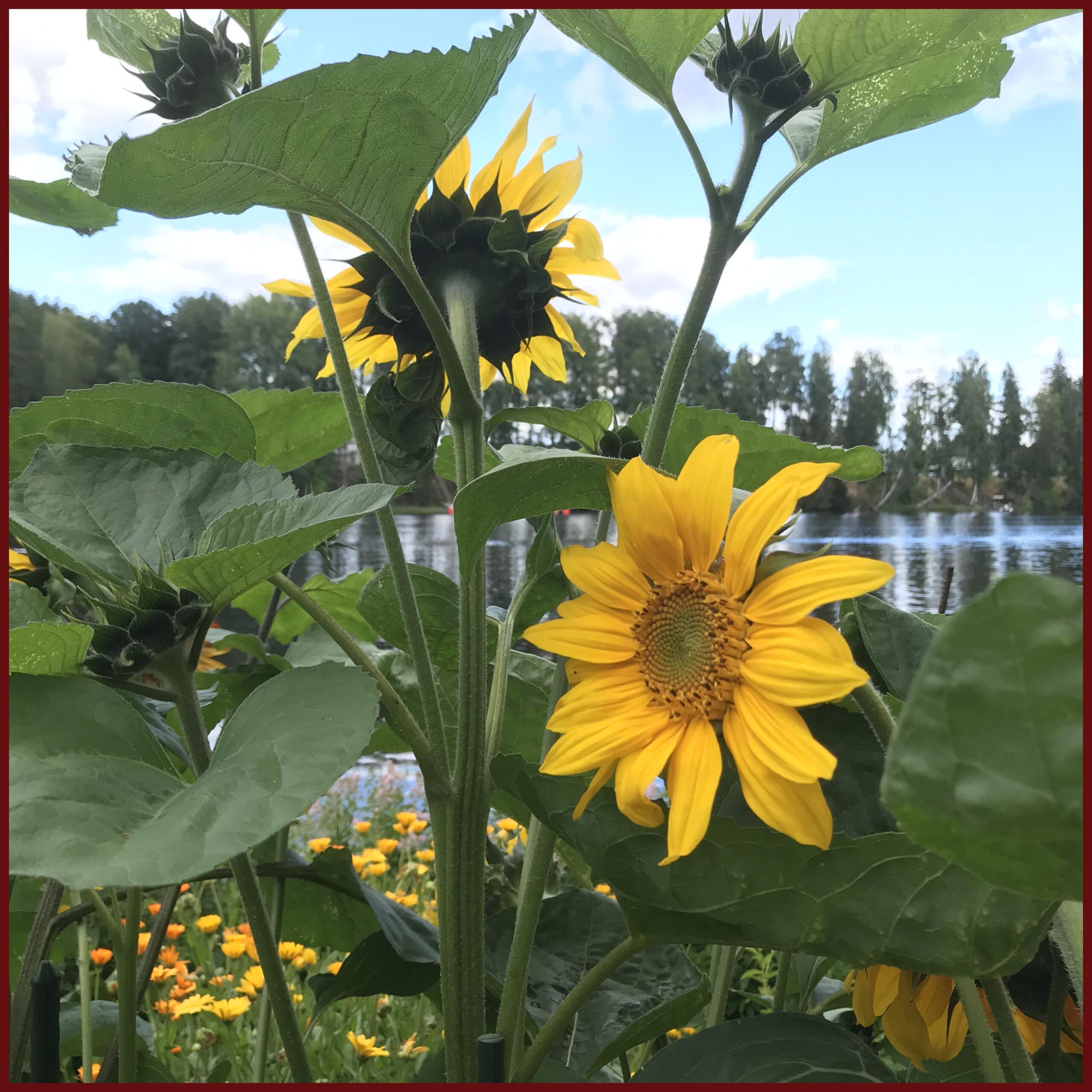 Två solrosor med ringblommor och vatten i bakgrunden